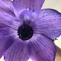 Purple_anemone